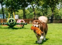 晟景文旅：“萌宠经济”不断增长，农文旅如何进行创新融合？