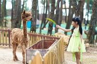 不止是宠物旅游，平阳县宠物小镇的全方位产业布局