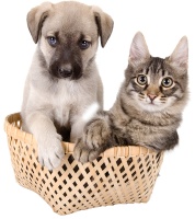 宠物旅游季:享受与宠物在一起的旅程!