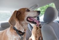 狗狗汽车旅行全攻略，让旅途更轻松！