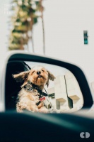 四川宠物友好景区地图丨34+目的地可选，假期带上狗子去撒欢！