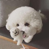 宠物旅行团等你来加入