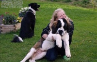 如何带宠物旅行