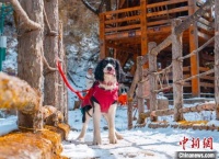 携宠出游感受“诗和远方”，宠物旅行团春节假期走热