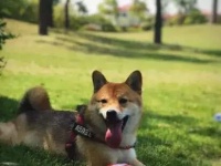 想带着狗狗去旅行吗？注意这5点，就可以带着爱宠去看世界啦！