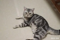 网约车≠夺命车！教你正确使用“网约车”接送宠物！