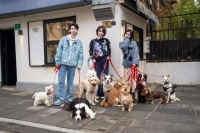 开启“人宠社交”视角，《可爱的旅行》为“宠物友好”解锁生活指南