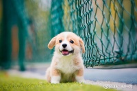 宠物过节也疯狂：500元住单间、落地窗晒太阳、保时捷接送 “人不如狗”背后，是一门巨大的生意。 文丨唐亚华 编辑