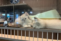 宠物寄养业务持续升温 杭州多家门店“一房难求”