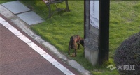 宠物不牵绳、随地大小便！看到这些行为，市民怒了