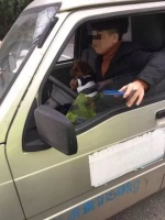 遂宁男子开车将宠物放在腿上 差点出大事儿