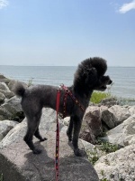 带狗出行需要准备什么？带狗狗自驾游注意事项