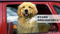 爱车也爱狗，带狗出行应该注意什么？