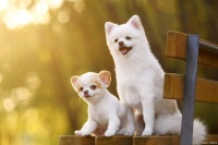 宠主带宠物出行攻略，制定周密计划，提前充分准备，关注爱宠安全