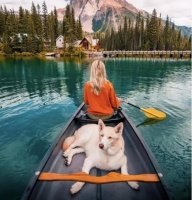 这些宠物出游注意事项，能避免90%的突发事故（建议收藏）