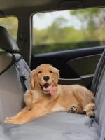 毛孩子有福了!滈滴宠行宠物专车出行新体验，这篇攻略请收好！