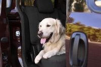 滈滴宠行宠物专车，再不用担心宠物途中丢失死亡！宠物也有专车了