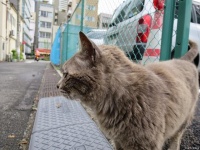 带猫出行的最佳交通工具大比拼！你的猫主子最喜欢哪一种？