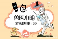 道路千万条，安全第一条，开车带狗狗出门需注意什么呢？