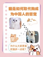 猫是如何取代狗成为中国人的首宠