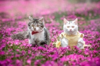 春季户外活动必备品清单