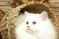 新时尚：养宠好处多，但要守规矩，人宠共健康！｜市消保委保健办