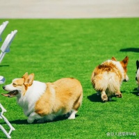 宠物人造草坪：给你的宠物一个舒适的户外空间