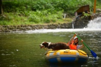 茅山森林世界为爱宠家庭打造“宠物友好日”