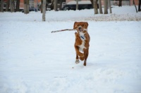 宠物冬日的户外活动