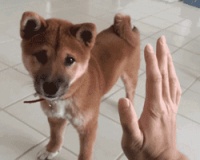 最全托运宠物指南来了！萌宠乘火车？不是不可以！