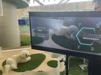 外滩大会“宠物之家”人气旺！你会给宠物买保险吗？