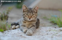 宠物坐飞机指南，疫情期间宠物如何托运入境