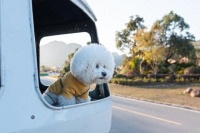 宠物返乡指南：宠物顺风车必看知识，滈滴宠行宠物顺风车特别推荐