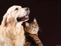 “宠物旅行指南：如何为你的宠物安排一次愉快的旅行体验”