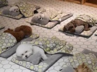 宠物托管行业前景挺好，宠物托管行业发展现状及市场前景分析 ：