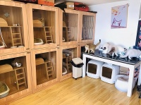 离开家也能放心！宠物托管服务的创业机会与前景