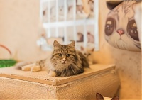 开启宠物托管服务，让你的创业梦想照进现实！