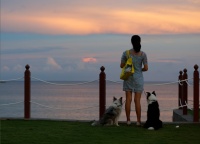 狗狗去哪儿，狗狗去三亚！汪星人的海滨度假大趴