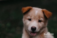 度假期间怎么样照顾好你的狗狗