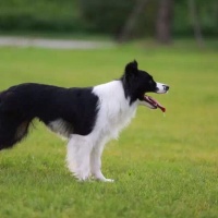 @初心宠物度假村 的个人主页