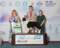 注意！鸬鸟国际慢城新增一个携宠旅游度假胜地，带狗出游不愁没去处