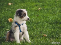 宠物空气净化器哪种好用？带你一起来挑选！