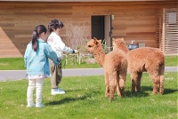 共享宠物：为你的创业之路保驾护航！