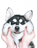 共享宠物出现了，那我还养宠物干嘛？