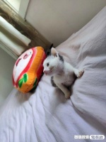 宠物领养、宠物送养、押金无偿免费平台 20220807宠友社