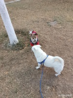 怎样才能和宠物沟通顺畅