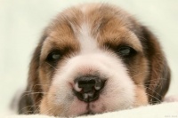 与狗狗快速交流的方法