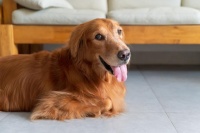 狗狗最佳新手伴侣TOP10，你绝对不能错过这份清单！