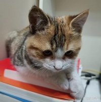 深夜聊天室：来聊聊你养的宠物吧