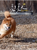 有哪些适合与你的爱宠一起的户外活动呢